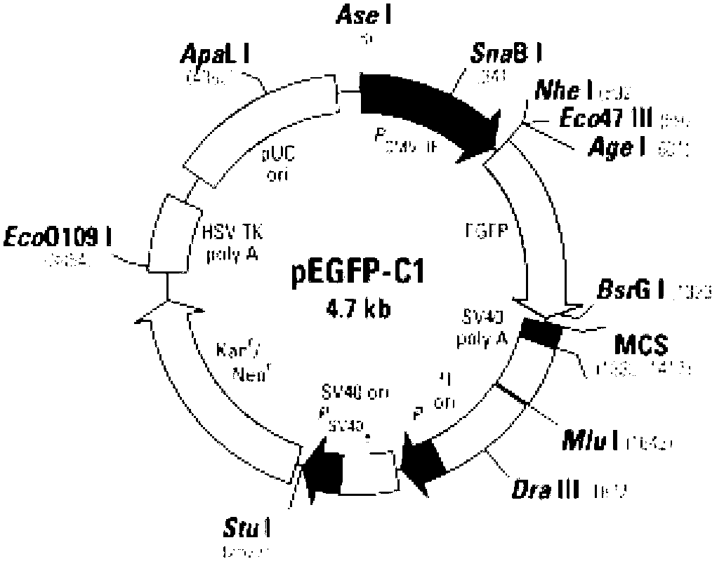 Human and mammal cell attachment expression vector and application thereof