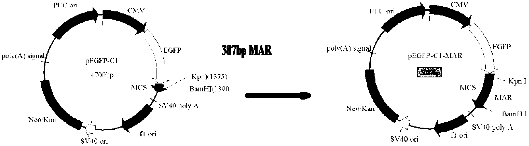 Human and mammal cell attachment expression vector and application thereof