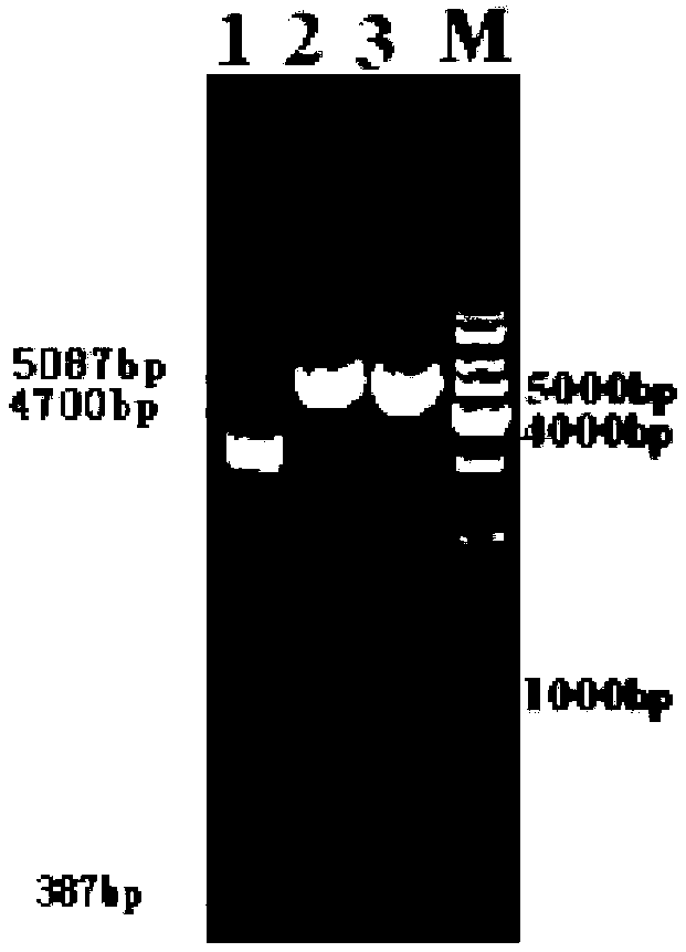 Human and mammal cell attachment expression vector and application thereof