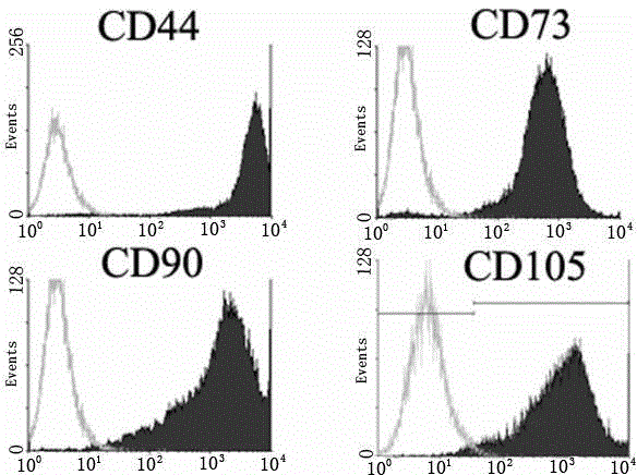 Isolation and culture method of placenta mesenchyma precursor stem cells