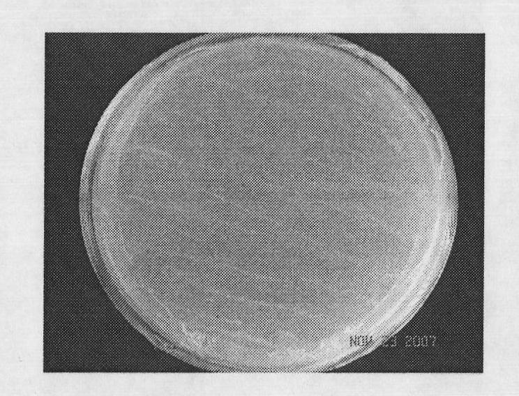 Oat acidovorax avenae strain capable of biodegrading natural estrogen and application thereof