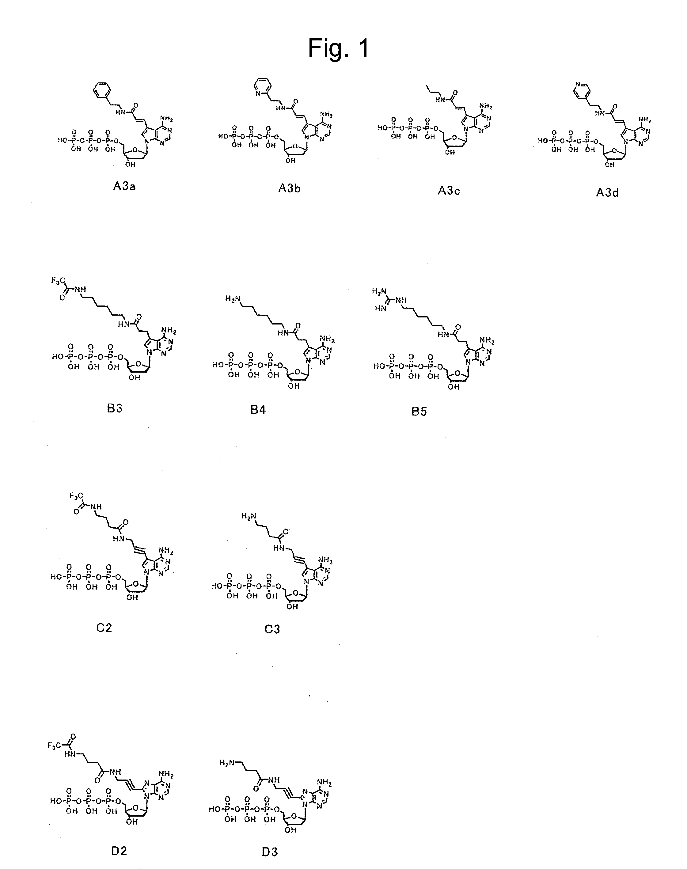 Method and reagent for gene sequence analysis