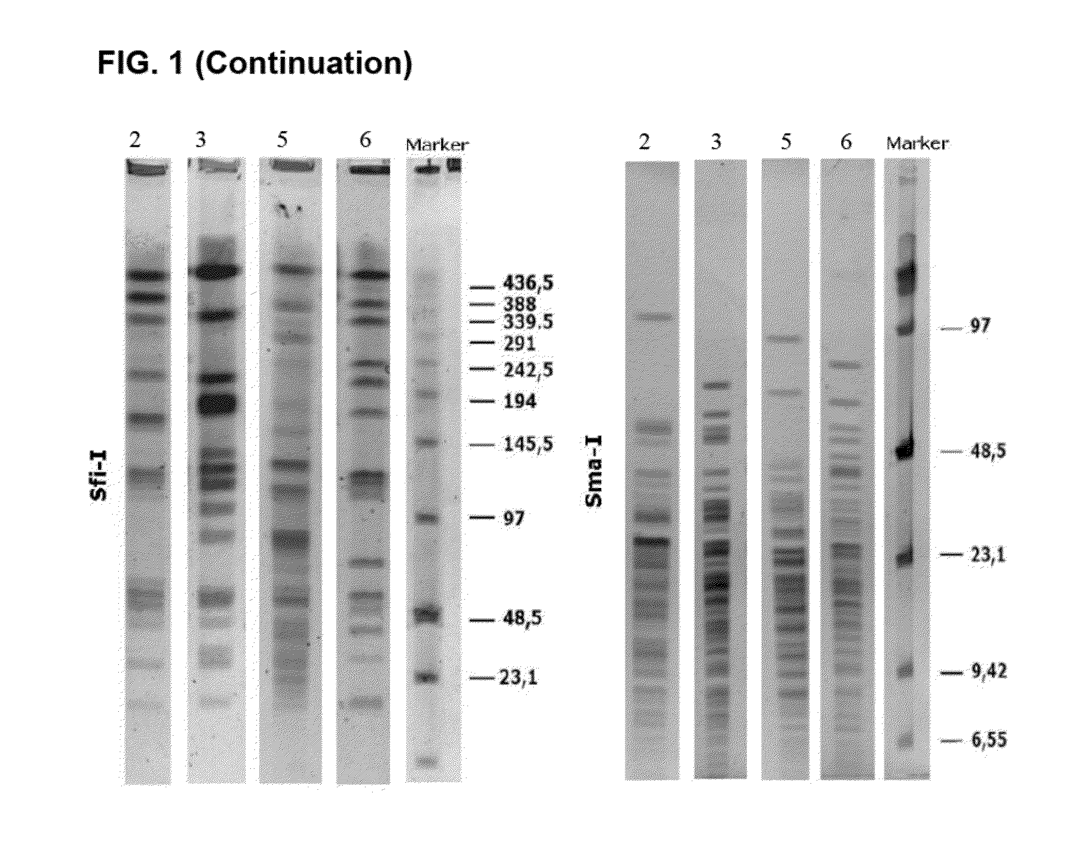 Probiotic composition for use in the treatment of bowel inflammation