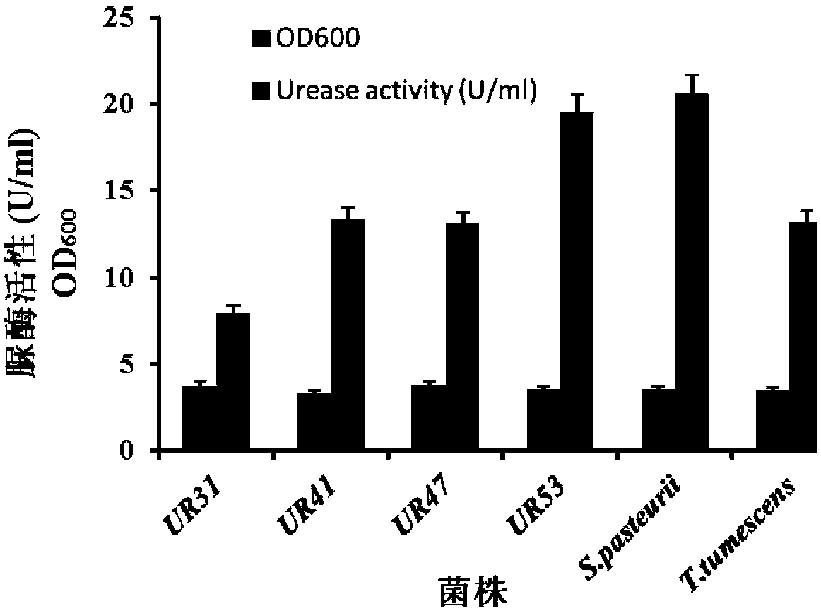 Method for preparing high-strength microbial mortar using urease-producing microorganisms