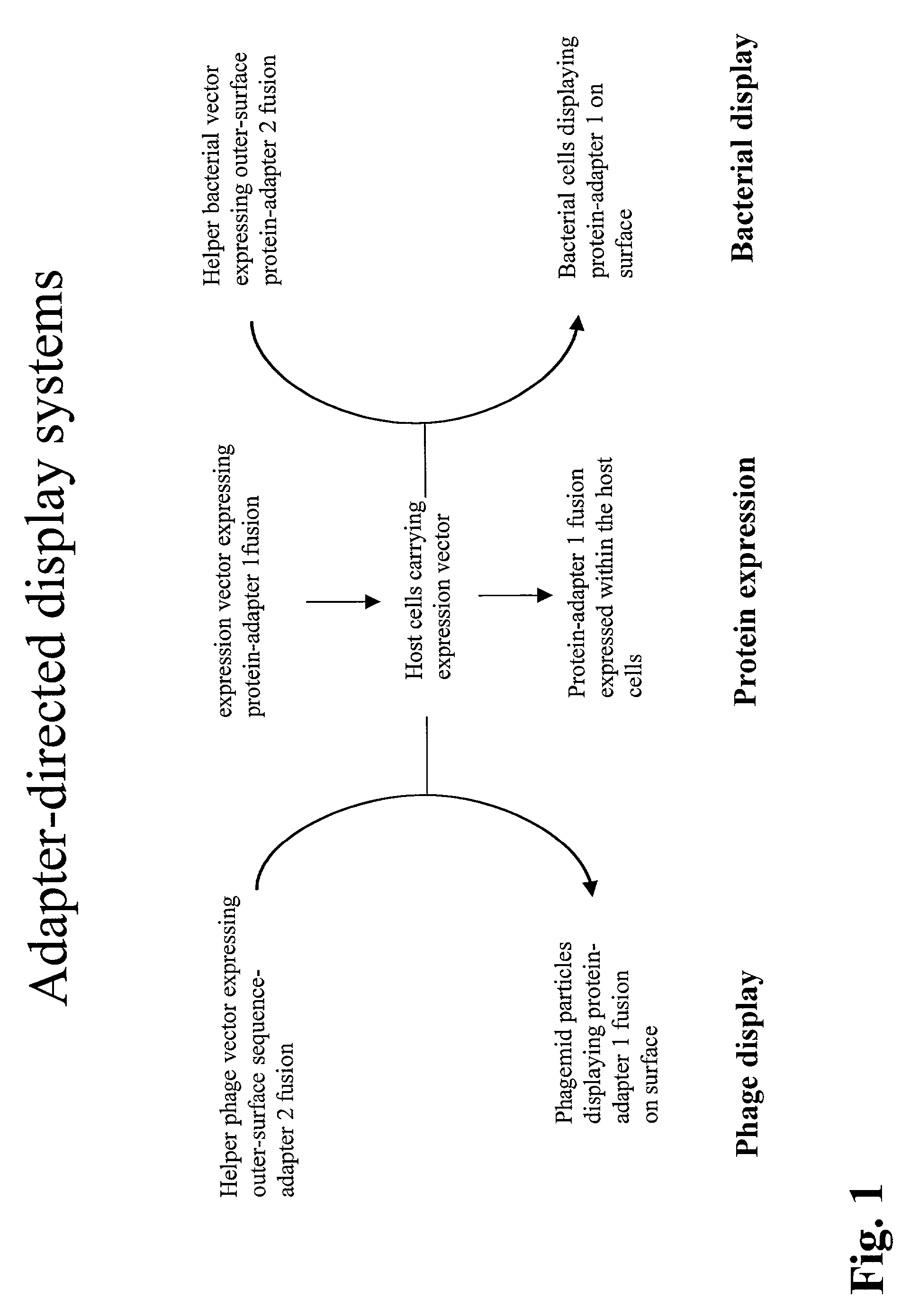 Adapter-directed display systems