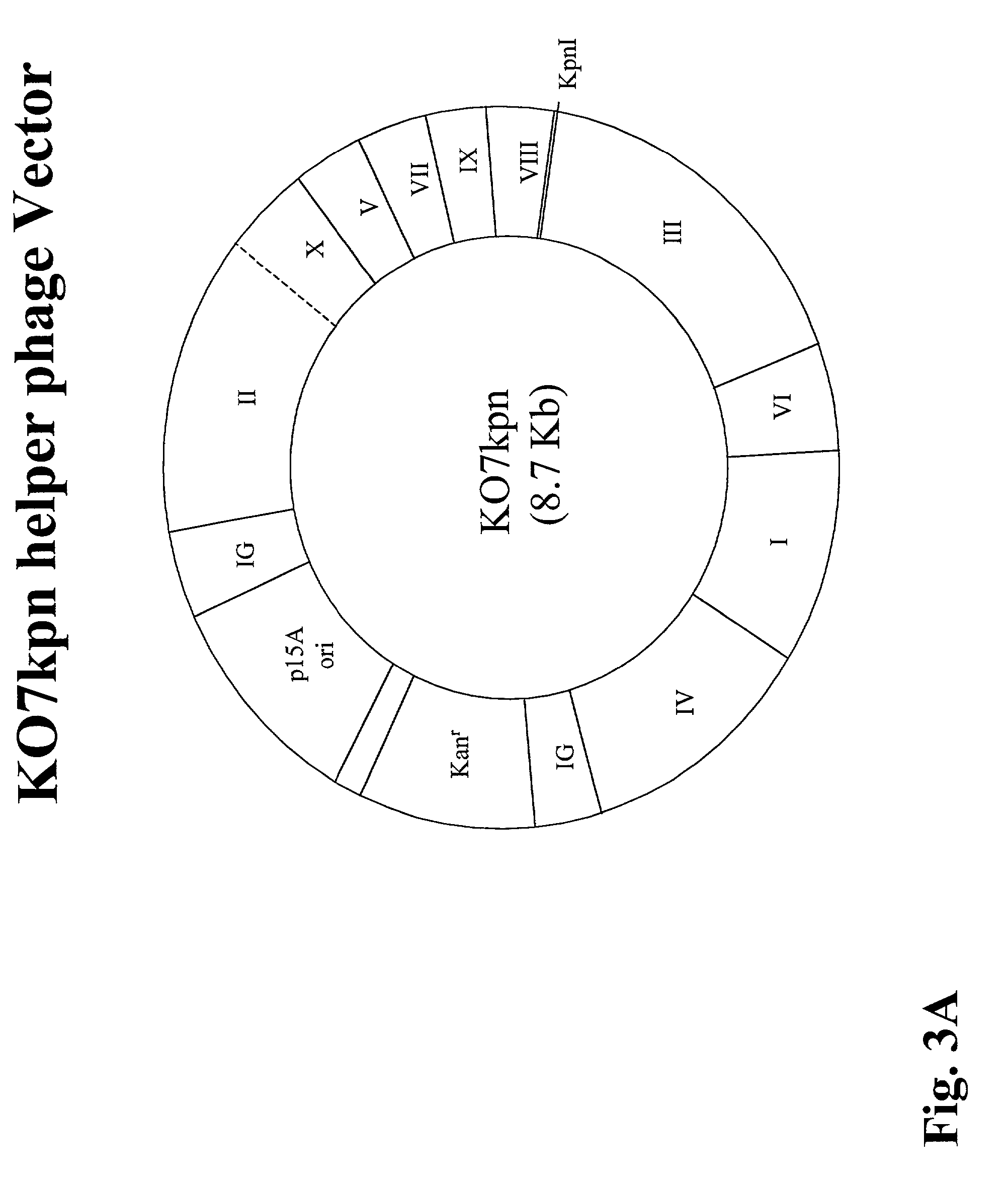 Adapter-directed display systems