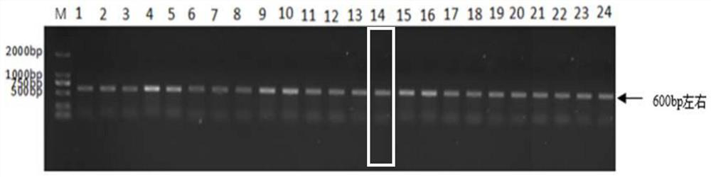 Synergistic prevention and treatment of beauveria bassiana SB038 and spinetoram on megalurothrips usitatus