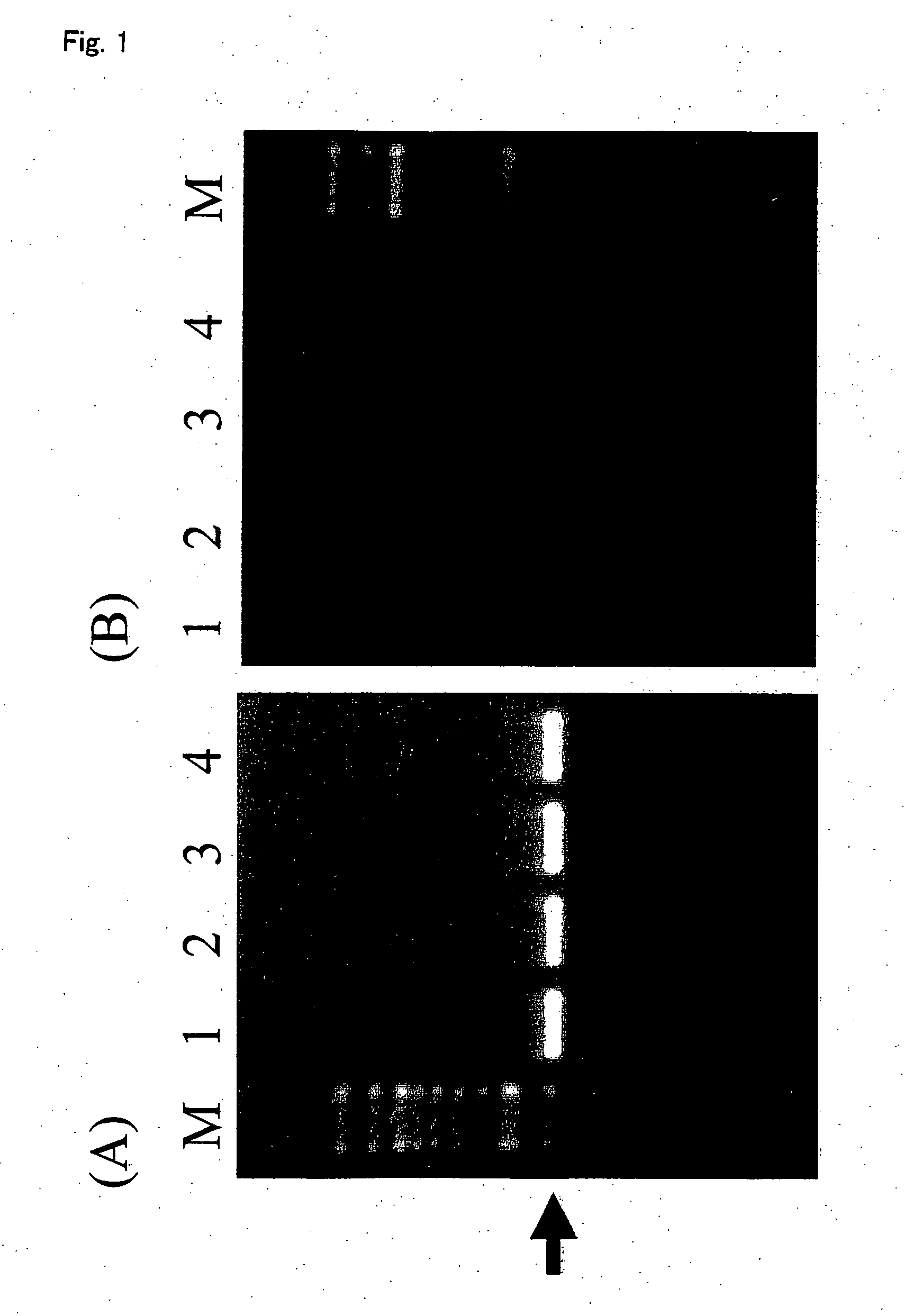 Alga-origin promoter, intron and terminator