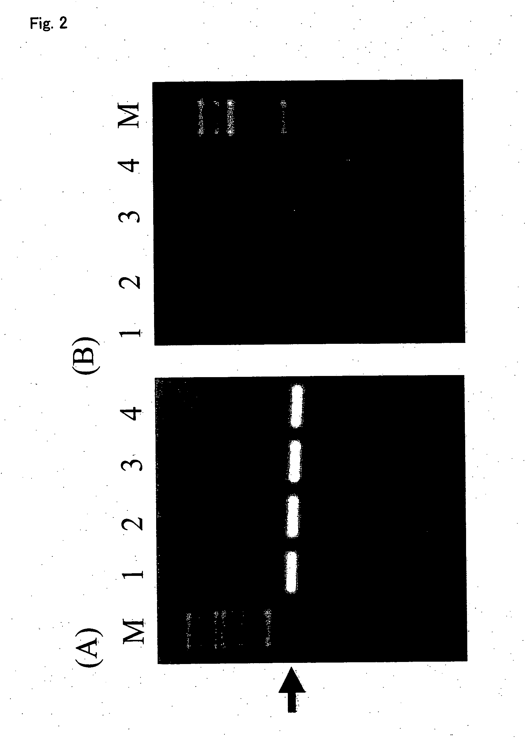 Alga-origin promoter, intron and terminator