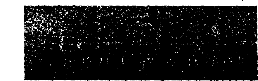 Cyanoacrylate derivatives and their preparation method and biological activity