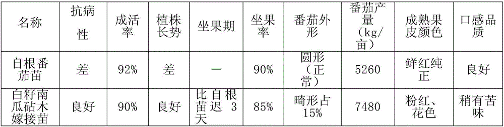 Tomato seedling grafting technology and management method thereof