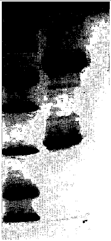 Monoclonal antibody against plectasin and detection kit for plectasin