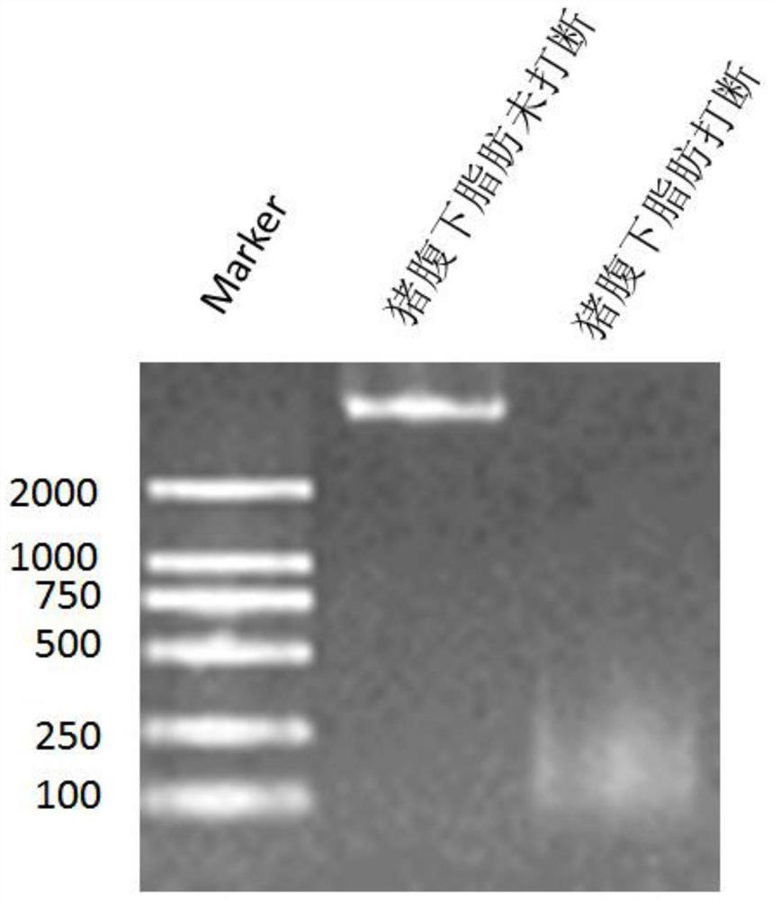 A kind of ultrasonic fragmentation method of pig adipose tissue and its application