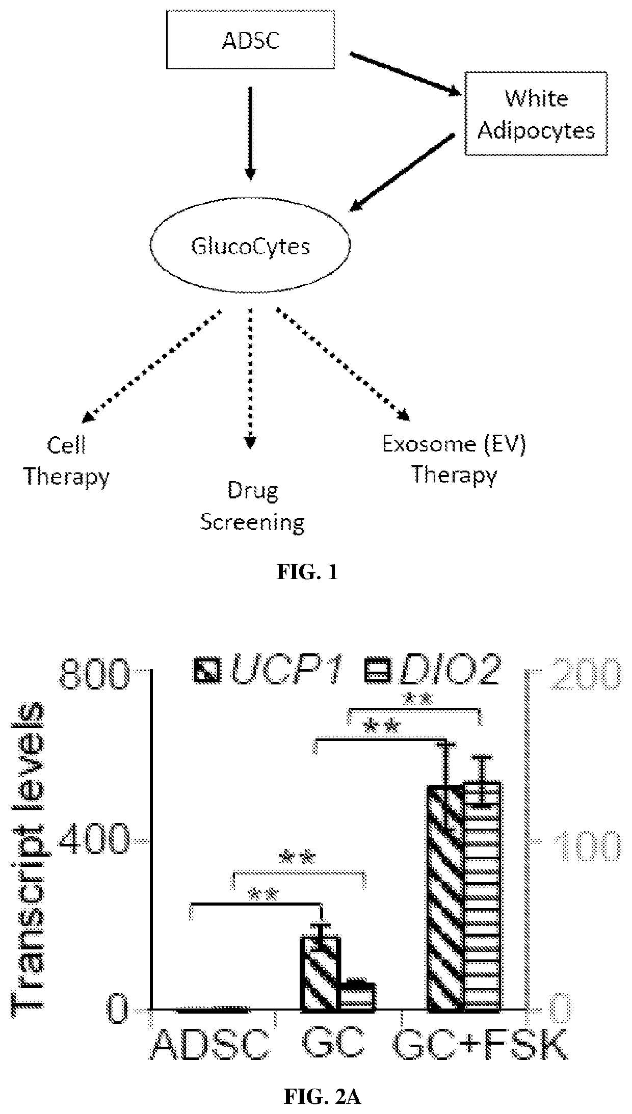 Non-naturally occurring thermogenic adipocytes, methods of making, and methods of use thereof