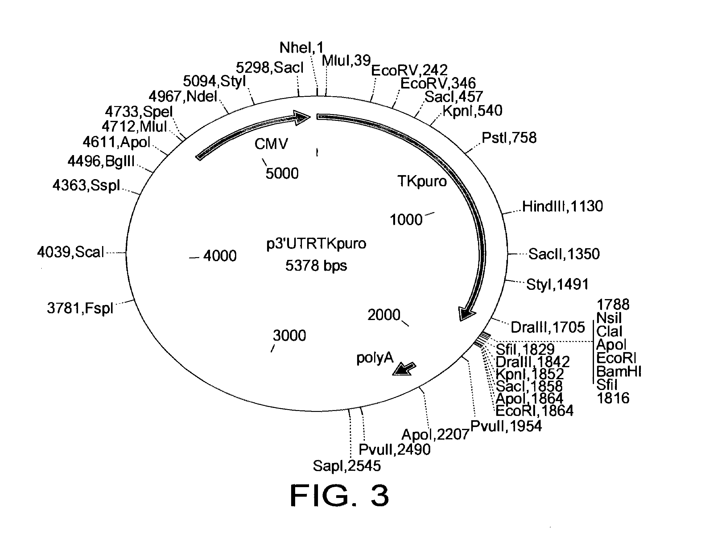 Nucleic Acids and Libraries