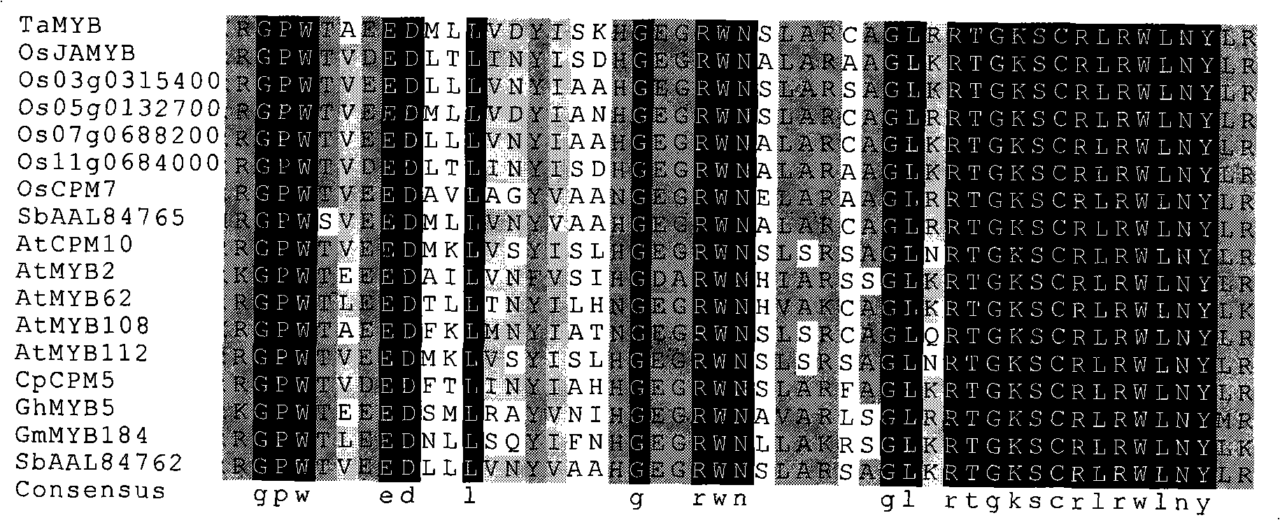 Disease-resistant correlated wheat MYB albumen, coding gene and application thereof