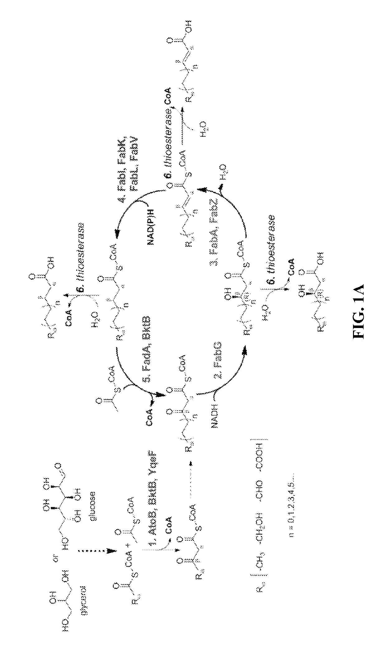 Type II fatty acid synthesis enzymes in reverse β-oxidation