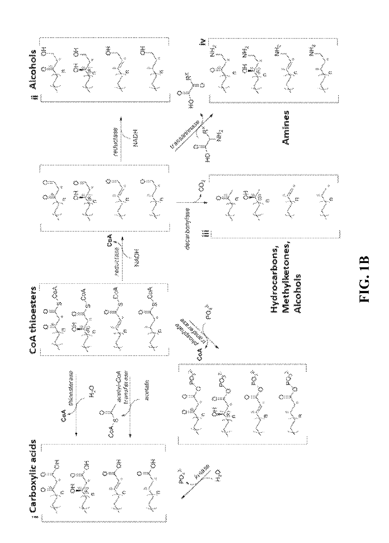 Type II fatty acid synthesis enzymes in reverse β-oxidation