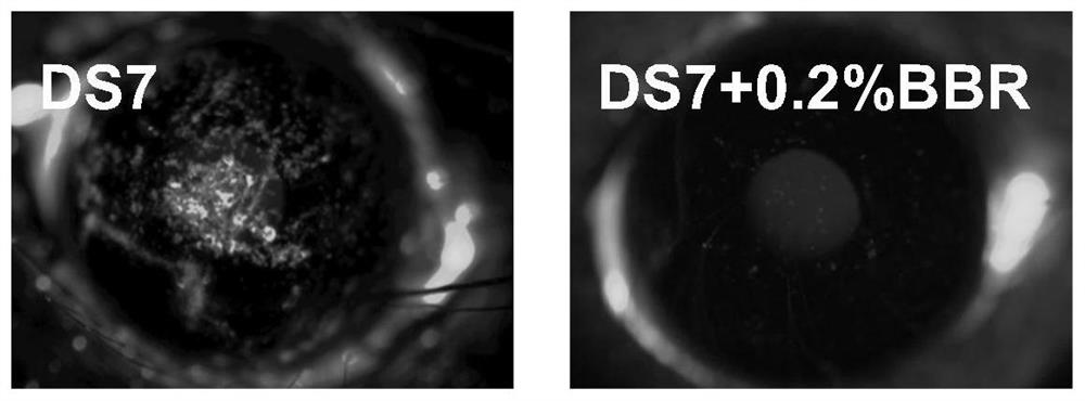 Use of berberine in treatment or prevention of non-infectious ocular surface inflammation