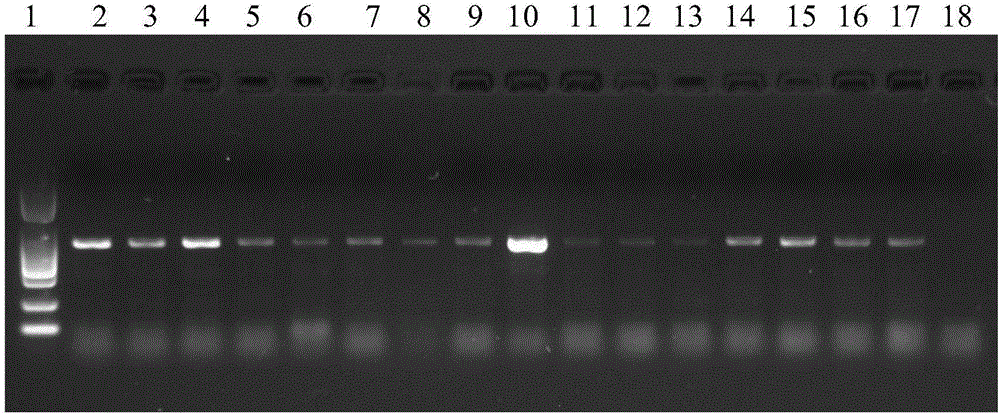 PCR (polymerase chain reaction) amplification primer for oviductus ranae medicinal material DNA (deoxyribonucleic acid) bar code identification and amplification method