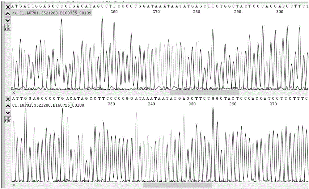 PCR (polymerase chain reaction) amplification primer for oviductus ranae medicinal material DNA (deoxyribonucleic acid) bar code identification and amplification method