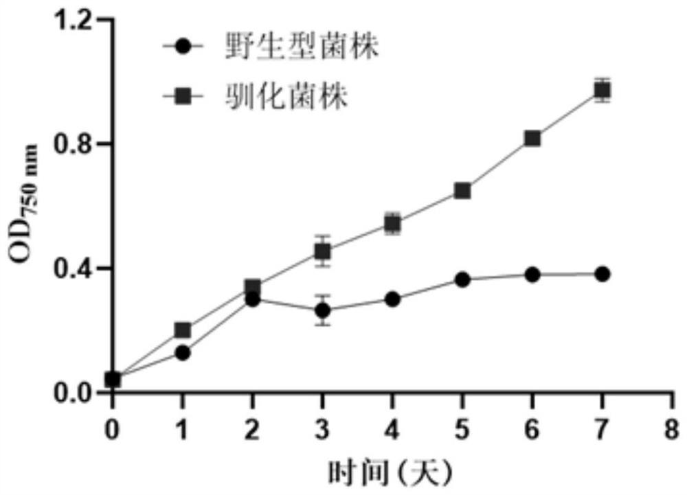 Domestication method of synechocystis domestication strain capable of tolerating high light intensity