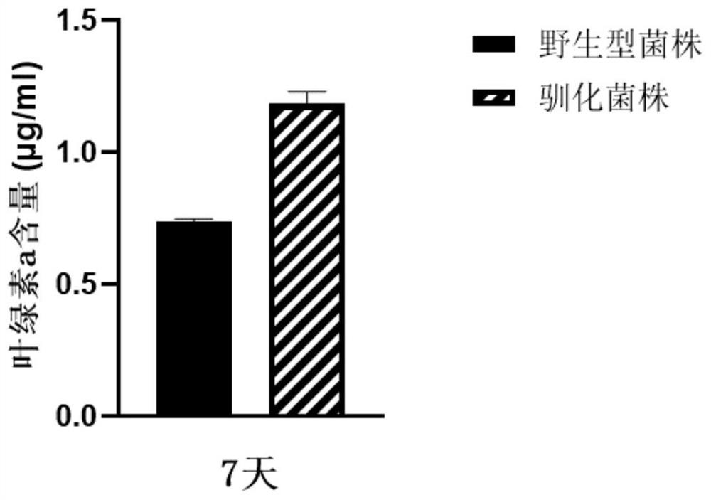 Domestication method of synechocystis domestication strain capable of tolerating high light intensity