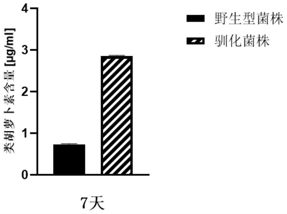 Domestication method of synechocystis domestication strain capable of tolerating high light intensity