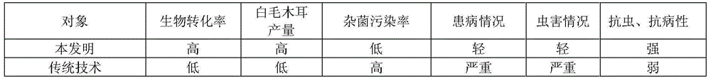 Method for cultivating white fungus on mulberry twigs