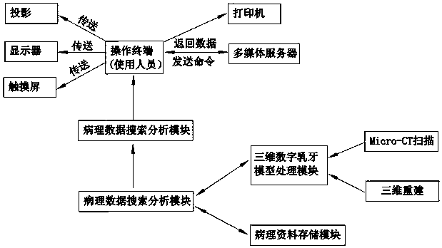 Digital primary tooth structure analysis method and digital primary tooth clinicopathologic analysis system