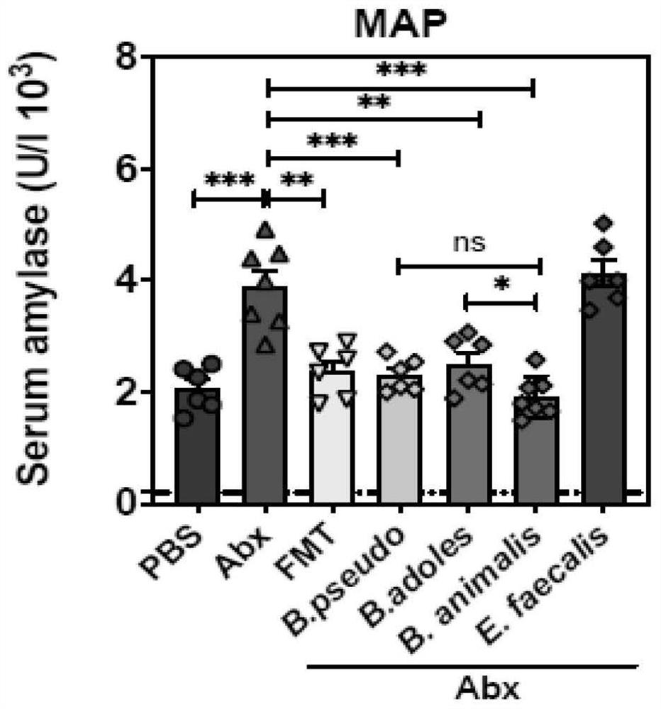 Application of three bifidobacteria to prevention or treatment of acute pancreatitis