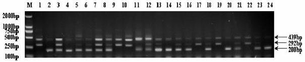 Breeding method for culturing good-taste and brown stripe-resisting rice