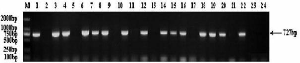 Breeding method for culturing good-taste and brown stripe-resisting rice