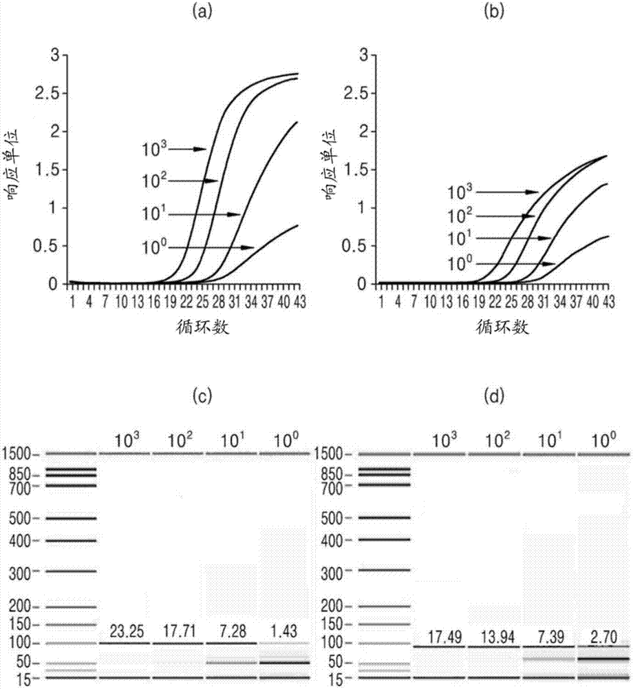 Composition and kit for detection and analysis of strains of clostridium difficile and method of detecting strains of clostridium difficile by using the same