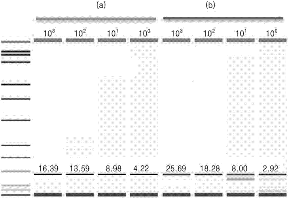 Composition and kit for detection and analysis of strains of clostridium difficile and method of detecting strains of clostridium difficile by using the same