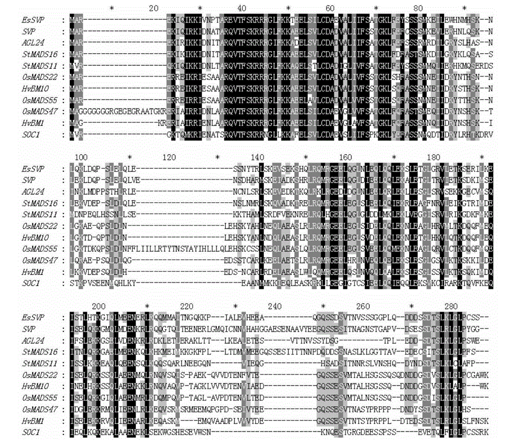 Herba epimedii EsSVP protein, gene coding same and application thereof