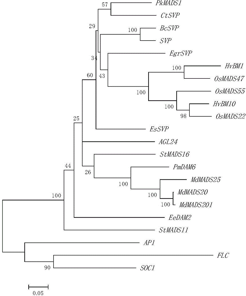 Herba epimedii EsSVP protein, gene coding same and application thereof