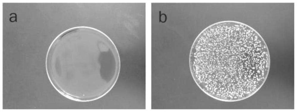 Artificial joint prosthesis with anti-infection function