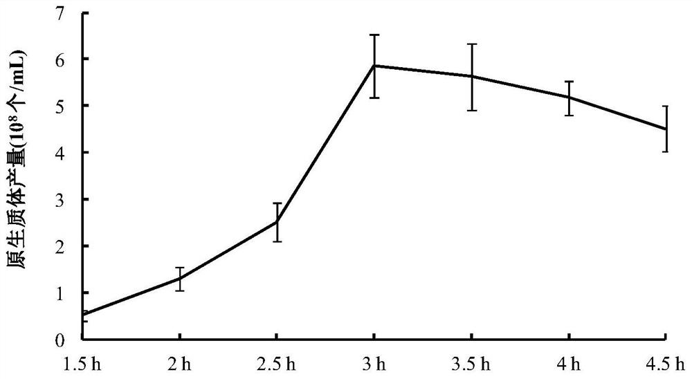 Preparation and regeneration method of protoplasts of No. 1 race of banana fusarium wilt