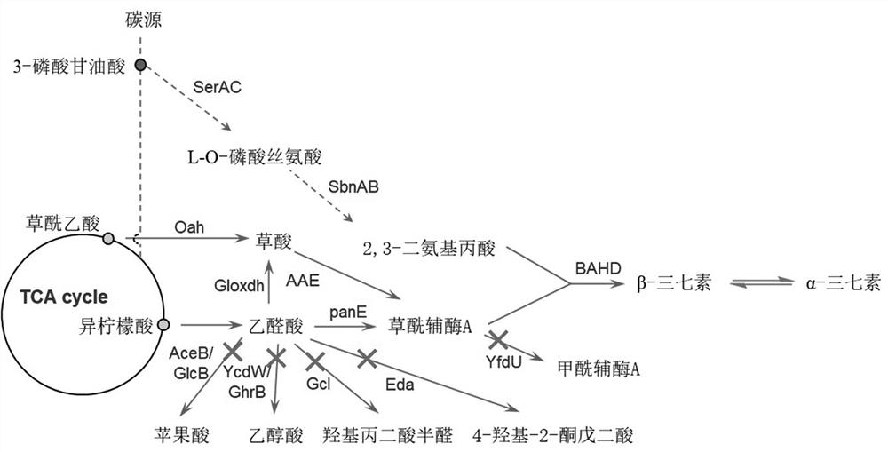 Engineering bacterium for synthesizing dencichine and application