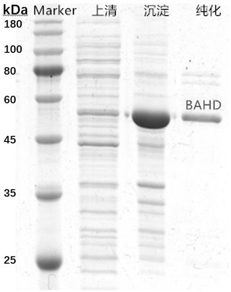 Engineering bacterium for synthesizing dencichine and application