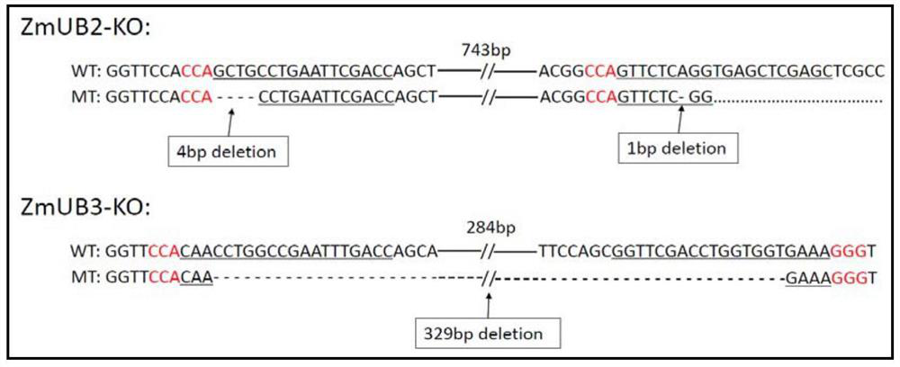 Application of ub2/ub3 Genes in Regulating the Development of Multiple Ears in Maize