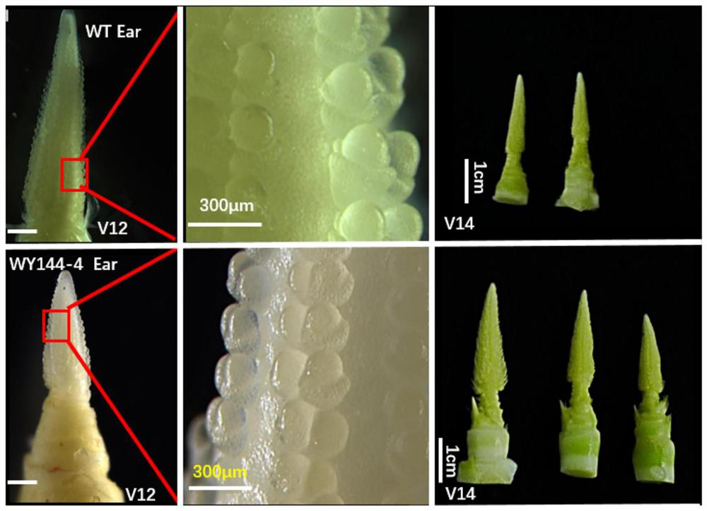 Application of ub2/ub3 Genes in Regulating the Development of Multiple Ears in Maize