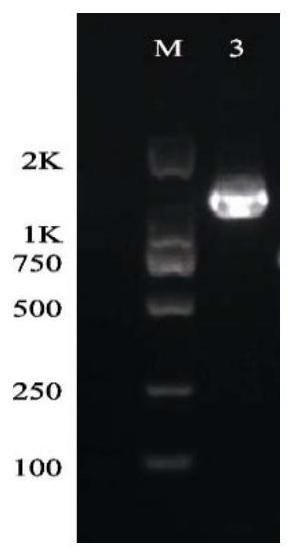 The core sequence, primers and application of SNP markers related to high pH resistance of Chinese prawn