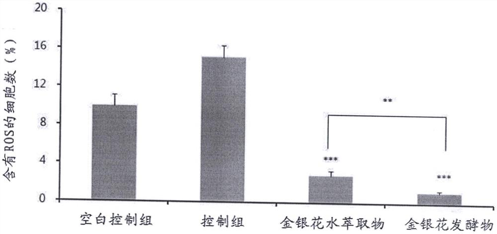 Preparation method of honeysuckle fermented product and application of honeysuckle fermented product in improving skin appearance and resisting aging