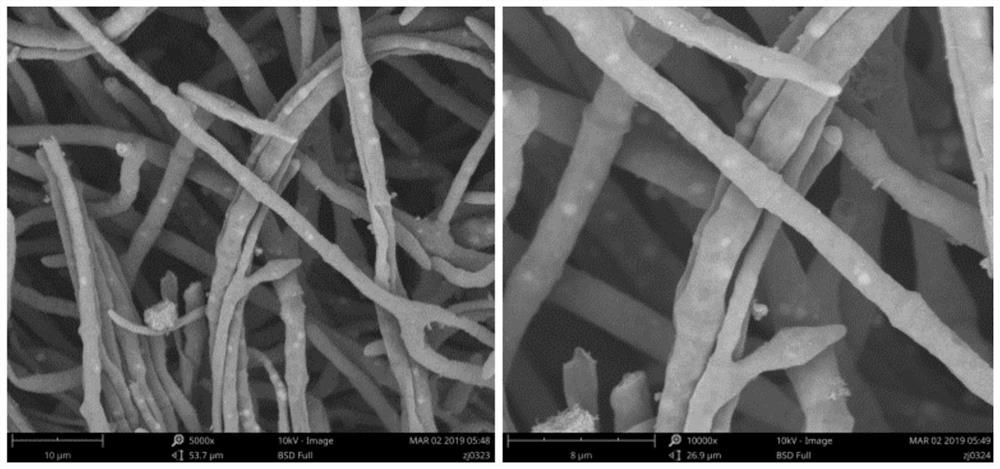 Alternaria tenuissima as well as metabolite and application thereof