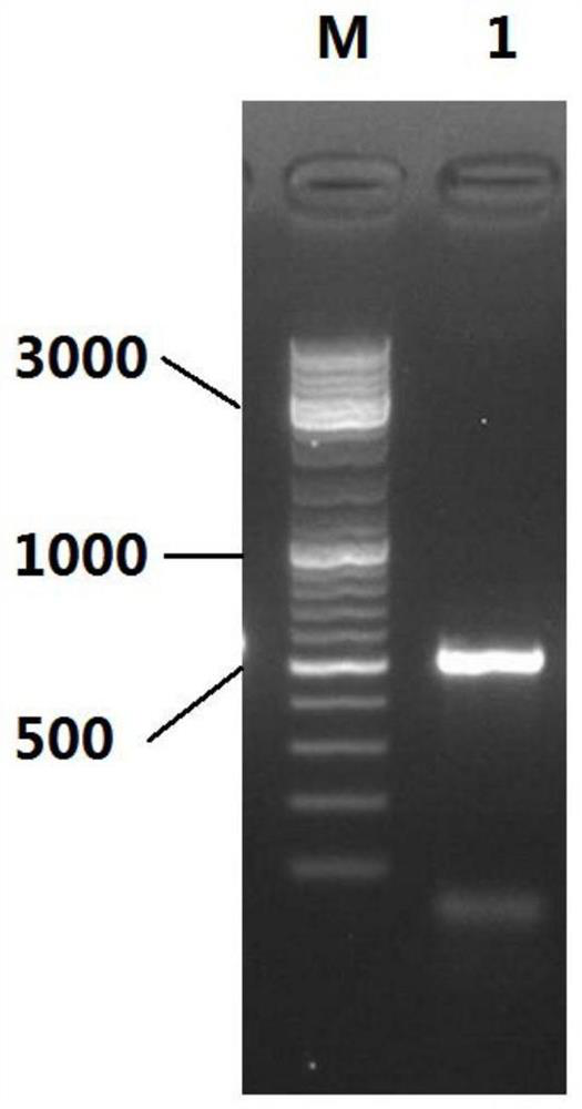 Alternaria tenuissima as well as metabolite and application thereof