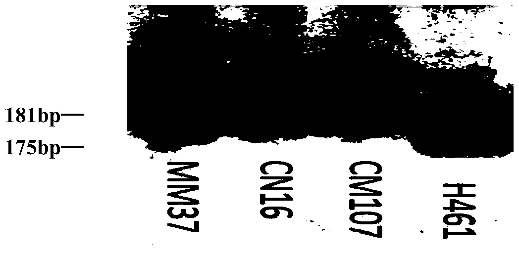 A molecular marker ssr52 of wheat oligo-tiller gene ltn3 and its application