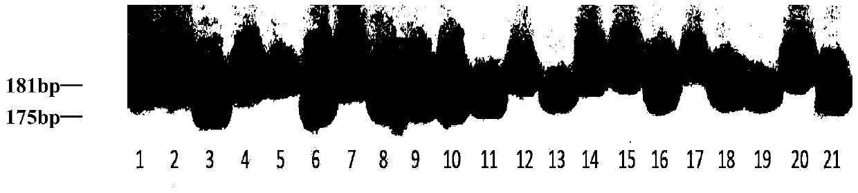 A molecular marker ssr52 of wheat oligo-tiller gene ltn3 and its application