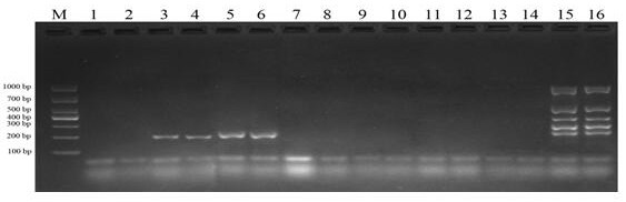 Method for rapidly identifying specificity of transgenic herbicide-resistant soybean ZH10-6 transformant